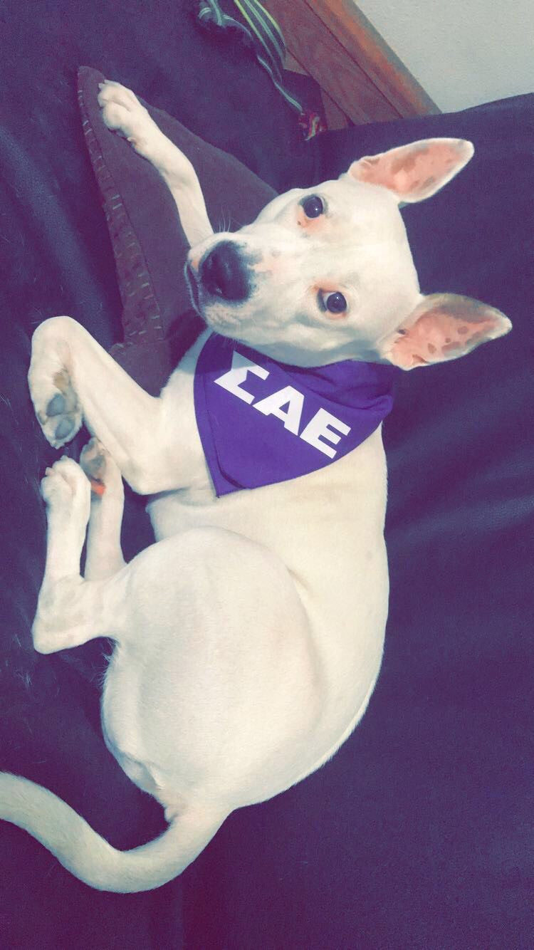 Top Dog on Campus - Jamie - ΣΑΕ #FratPets