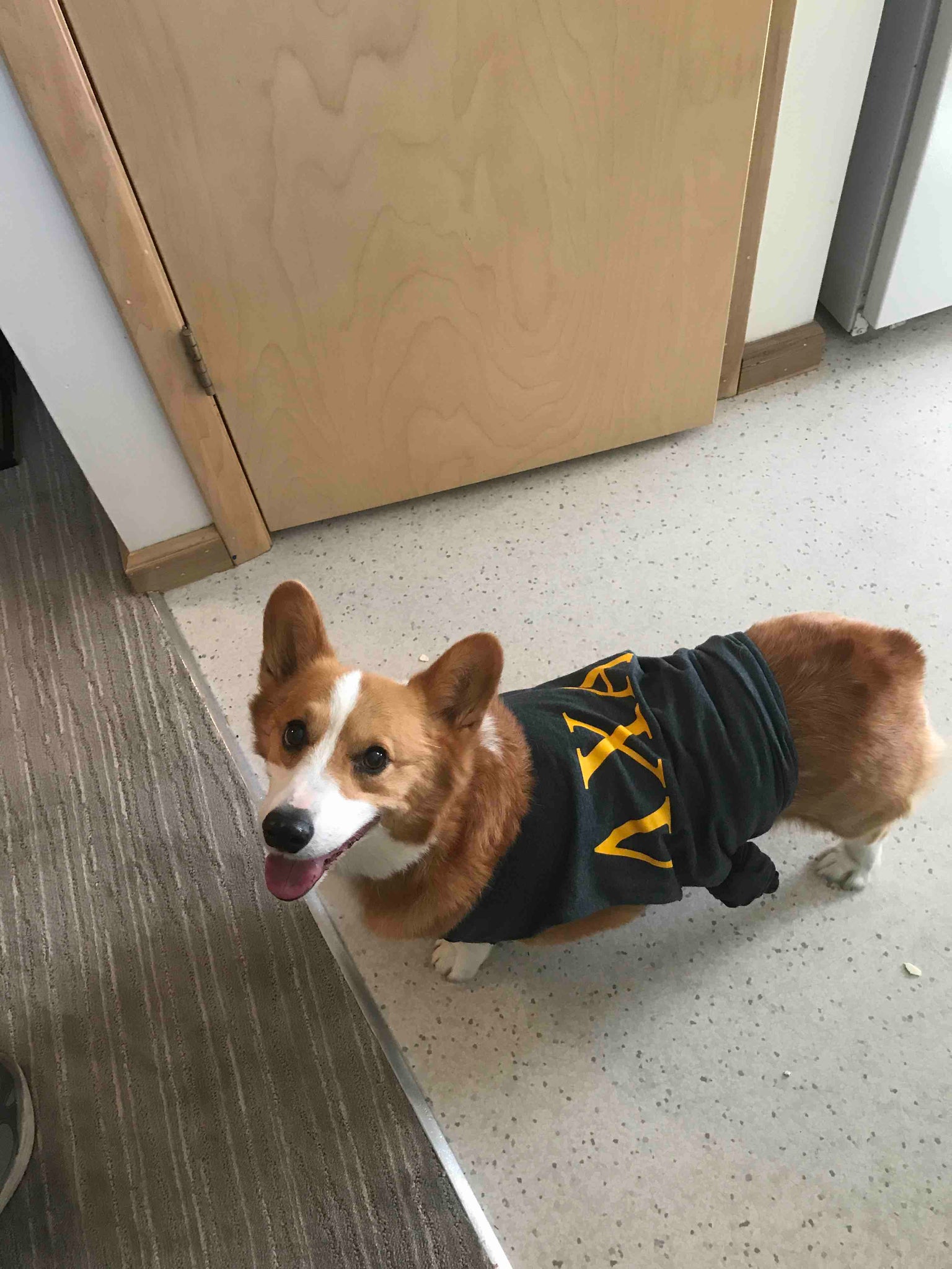Top Dog on Campus - Sammy - LAMBDA CHI #FratPets