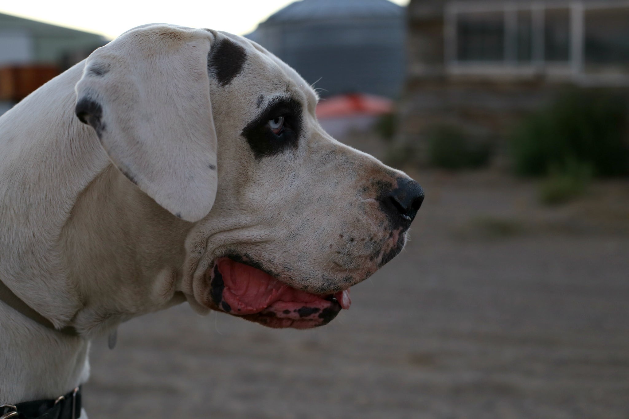 Top Dog on Campus - Ares - AΣA #FratPets