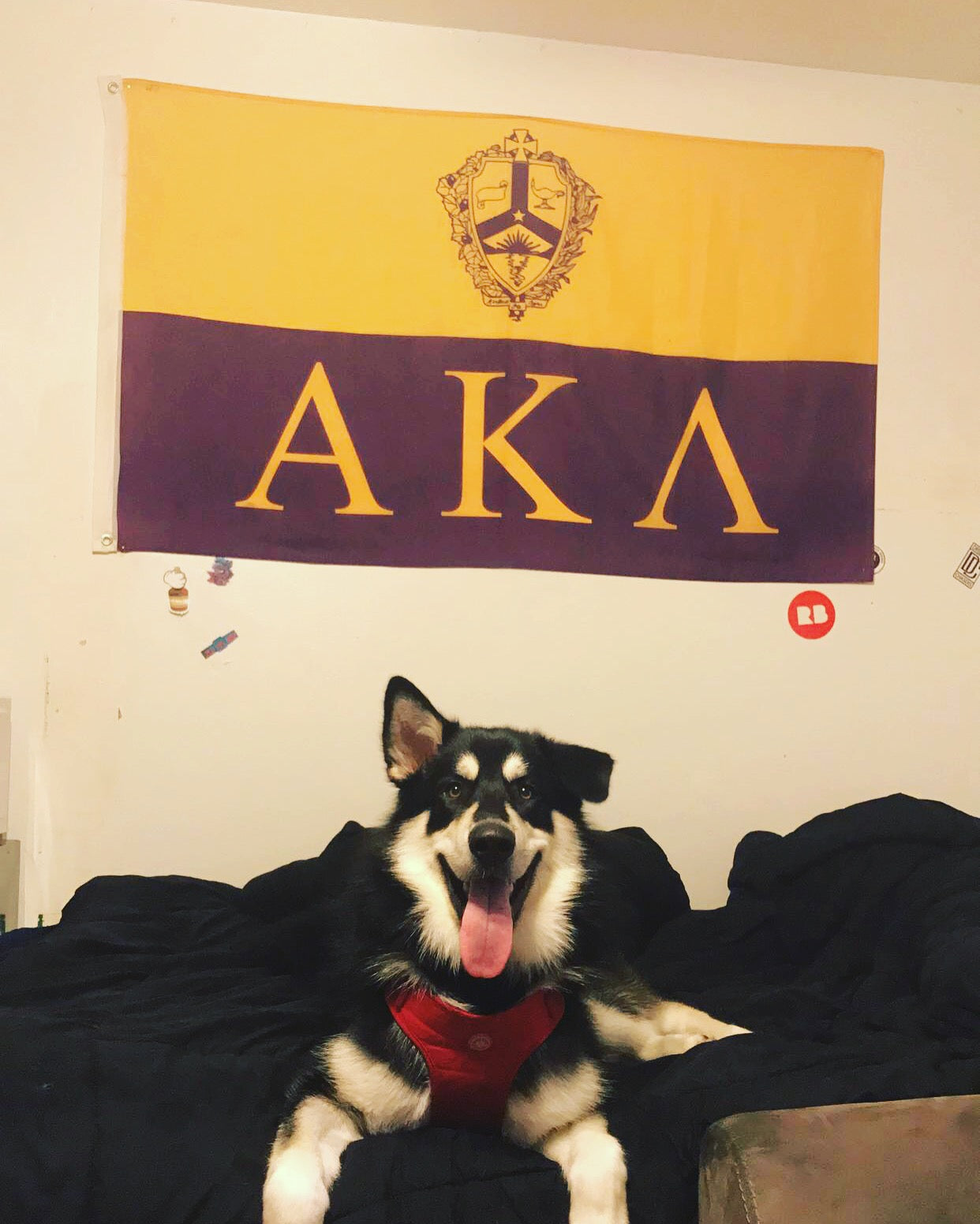 Top Dog on Campus - Badger - AKΛ #FratPets