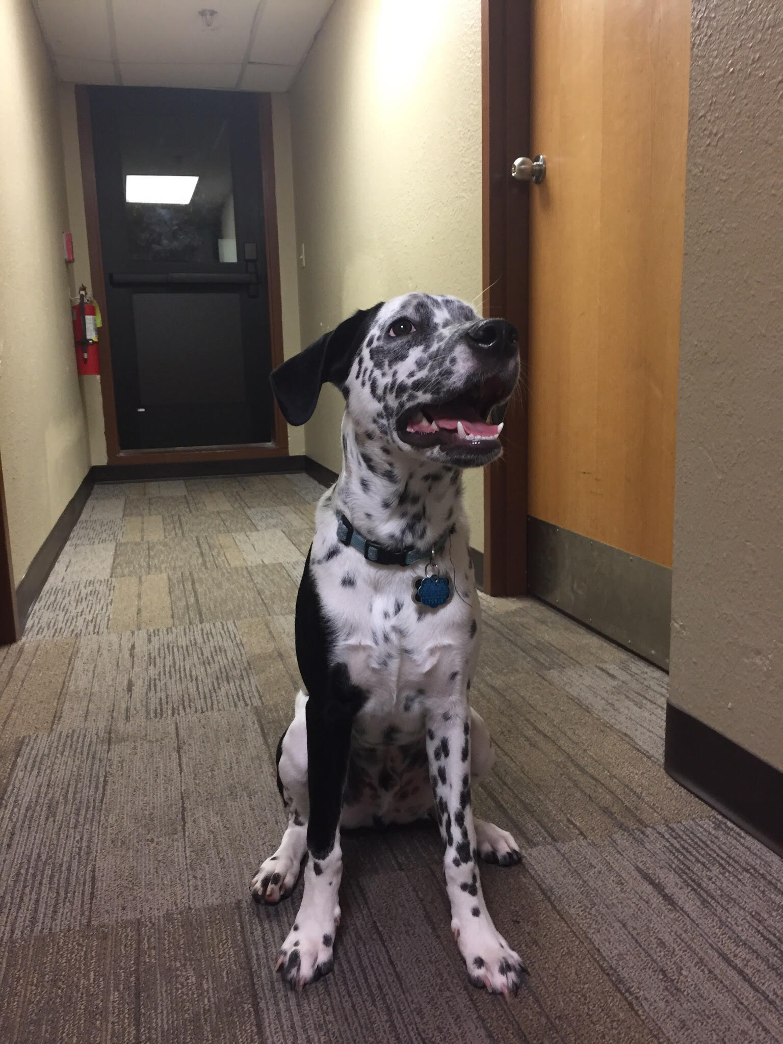 Top Dog on Campus - Cooper - ΣAE #FratPets