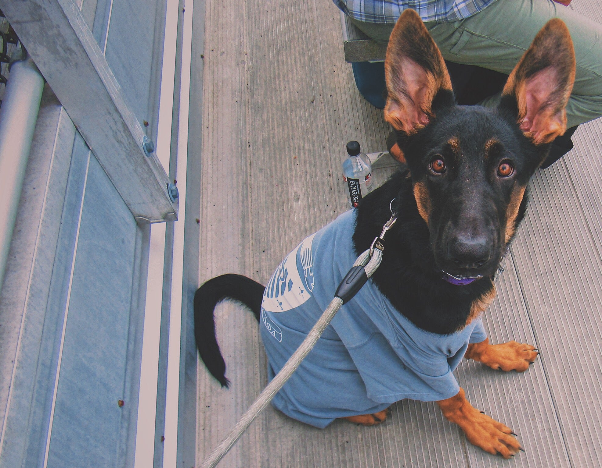 Top Dog on Campus - Feonix - ΣAM & AOΠ #FratPets