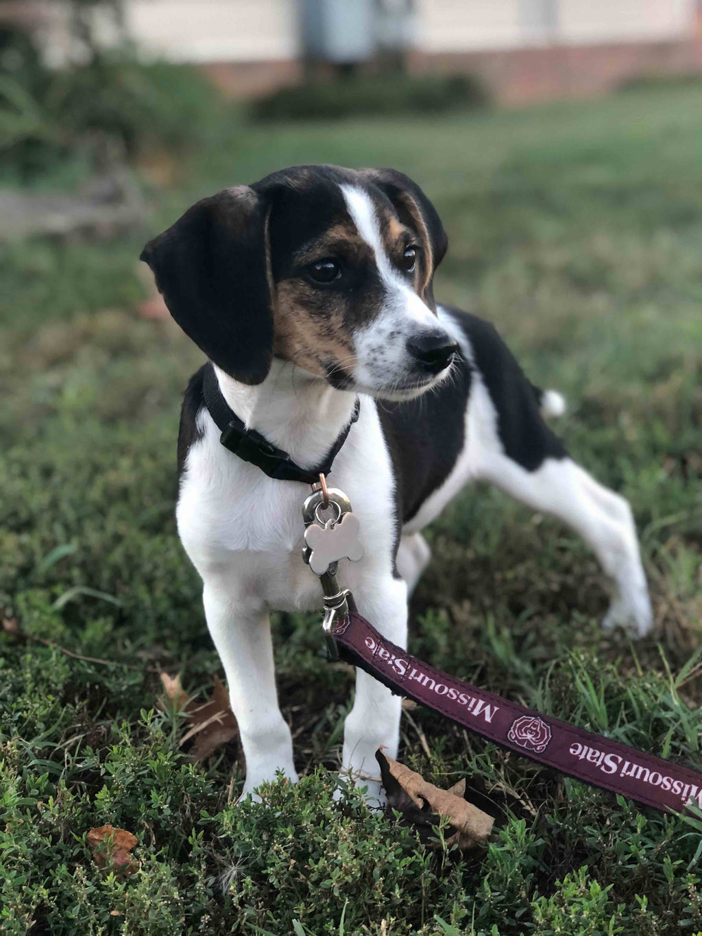 Top Dog on Campus - Gunner - Kappa Sigma #FratPets