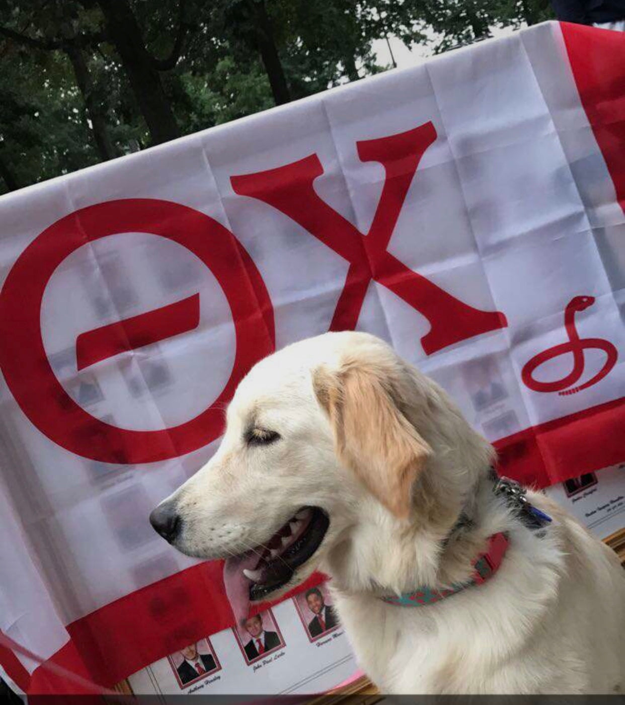 Top Dog on Campus - Kiara - ΘΧ #FratPets