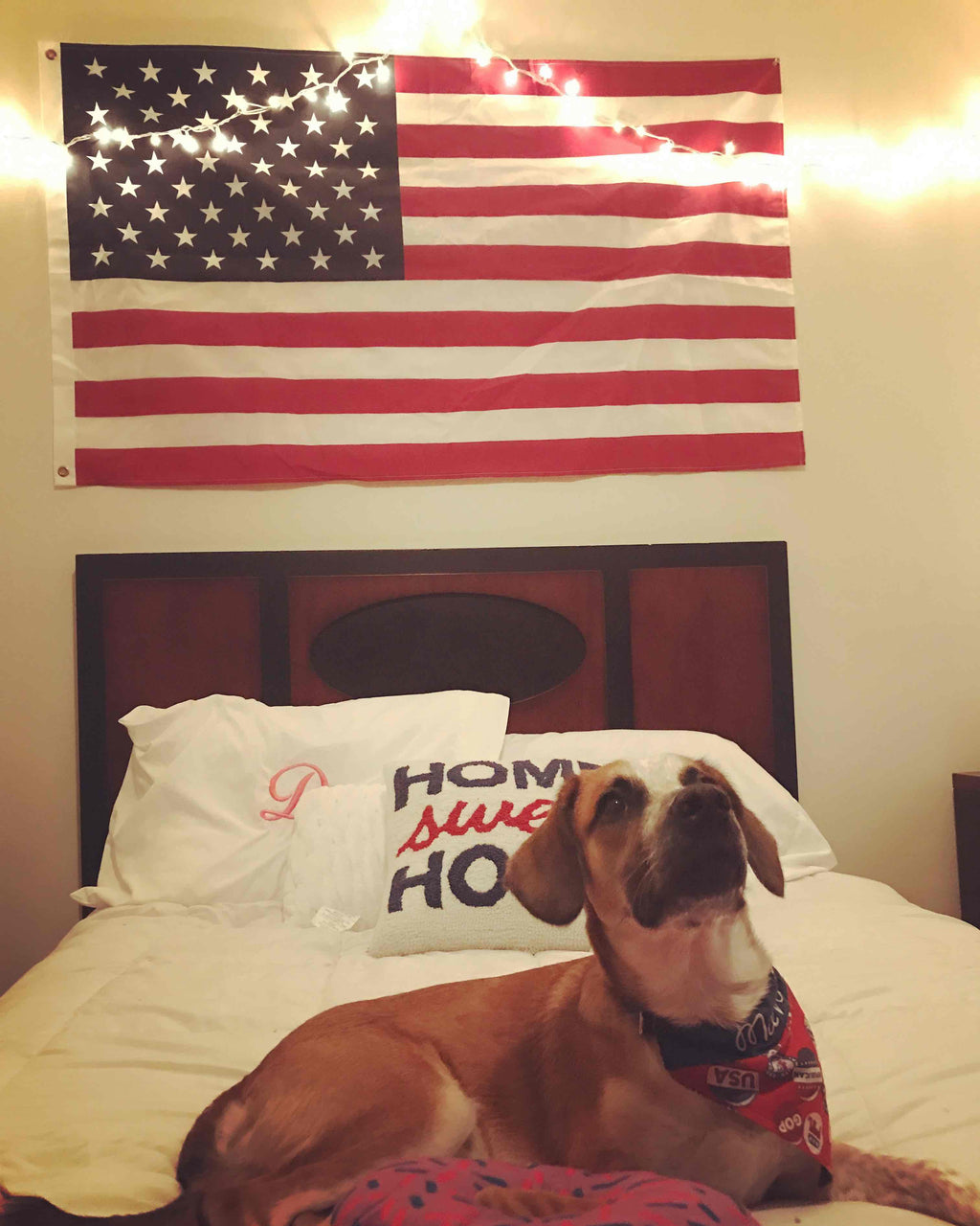 Top Dog on Campus - Maverick - Delta Chi & AXiD #FratPets