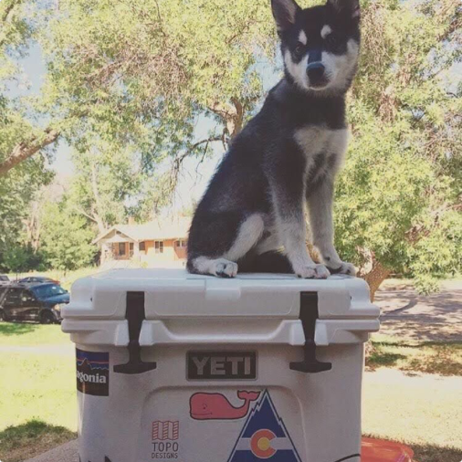 Yeti Dogs #FratPets